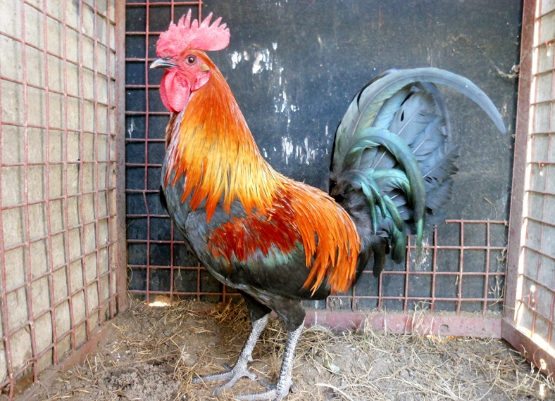 History Of Brown Red Gamefowl